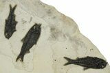Wide, Natural Fossil Fish Mortality Plate - Great Wall Mount #224616-5